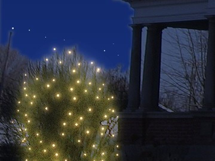 A small tree wrapped in C7 bulbs.